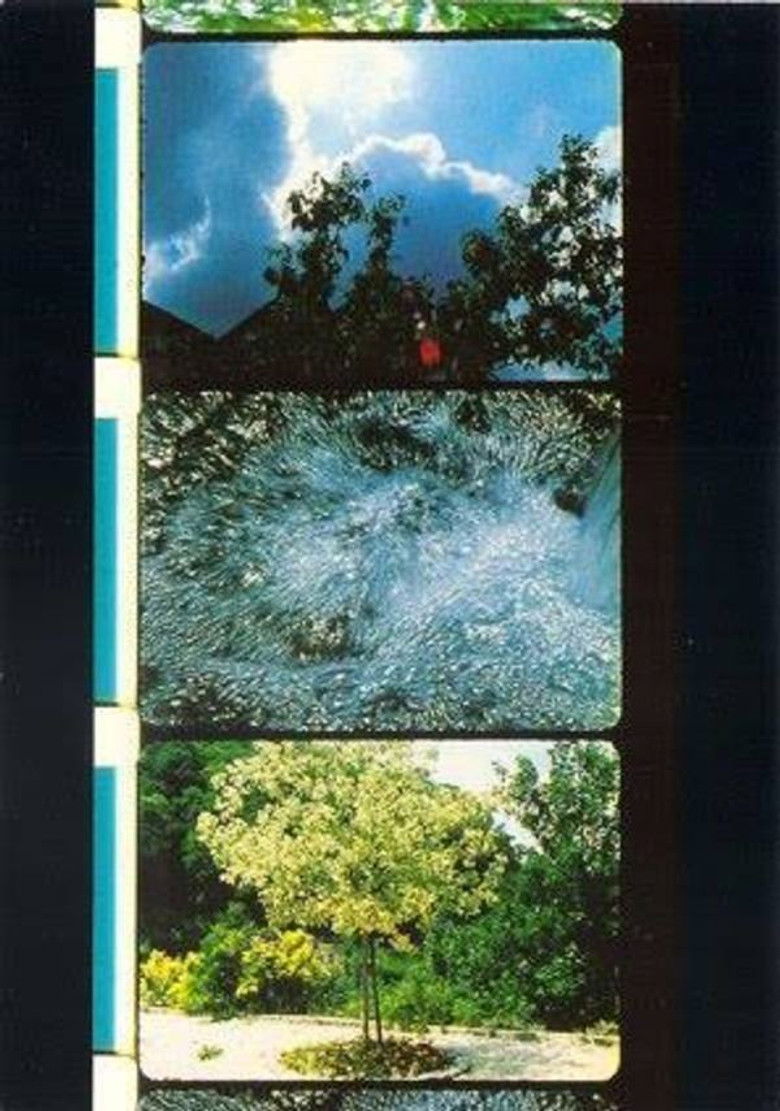 Imatge de Bouquets 1-10