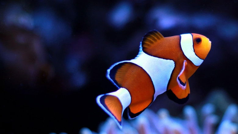 Children's Aquarium: Finding the Real Nemo & Dory
