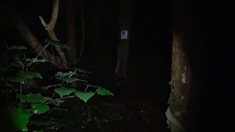 Grey_Pines.Mov