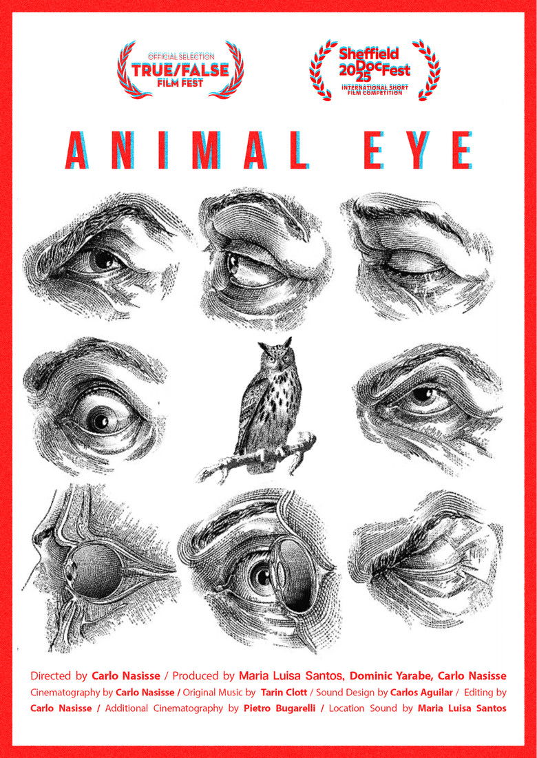 Imatge de Animal Eye