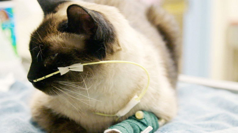 Still image for Ambulances animales season 1 episode 23: Episode 23 Still image for Ambulances animales season 1 episode 23: Episode 23