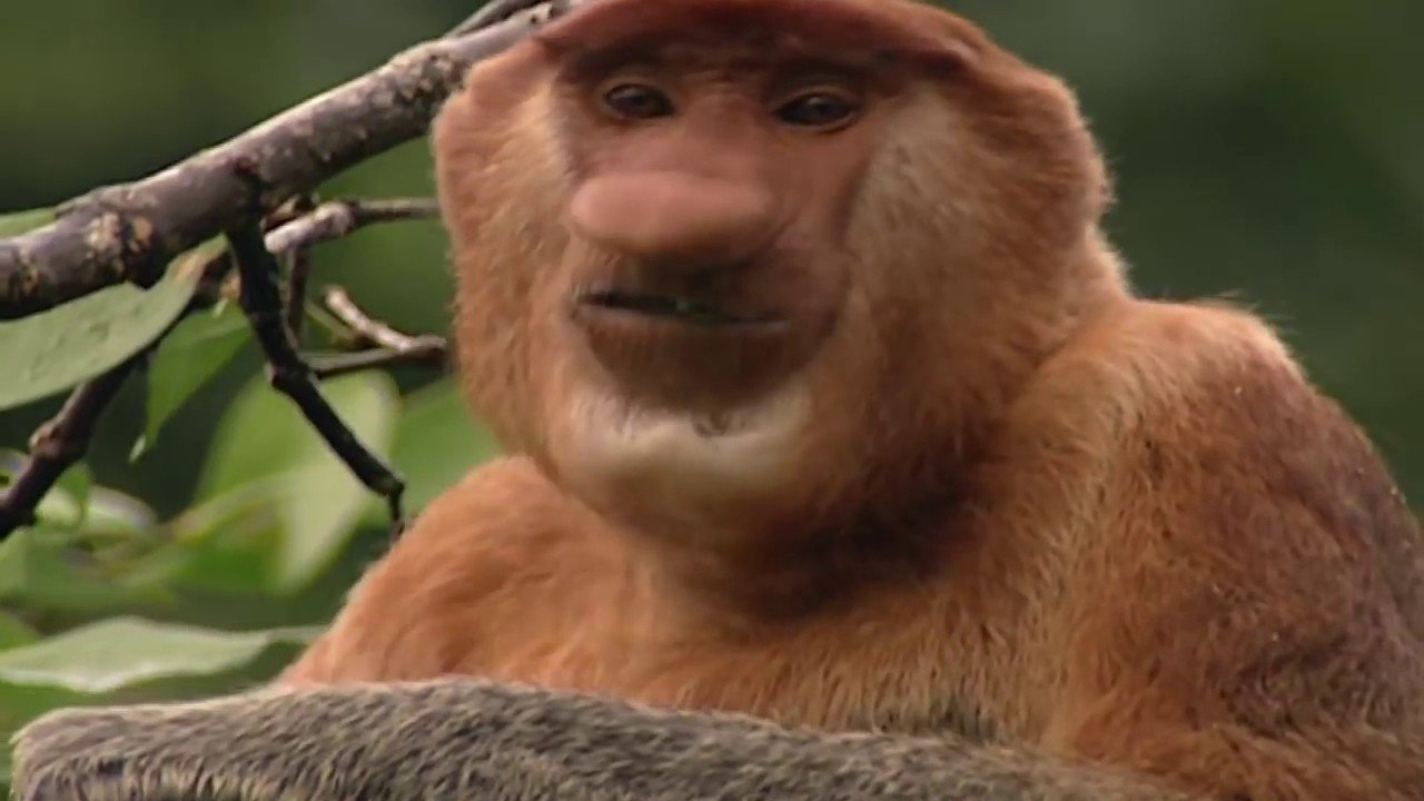 Clown of the Jungle: The Proboscis Monkey of Borneo poster