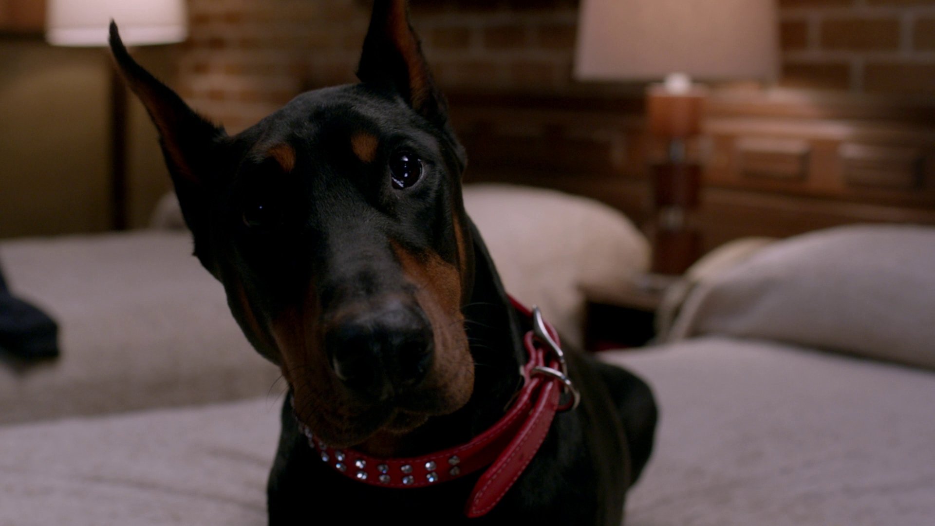 Assistir https://thenightseriesbr.com/episodios/assistir-sobrenatural-temporada-8x15/ em HD