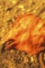 card-thumbnail