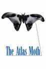 The Atlas Moth