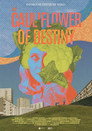 The Cauliflower of Destiny poszter
