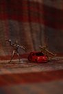card-thumbnail