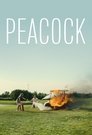 Peacock poszter