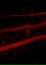 card-thumbnail