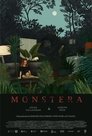 Monstera poszter
