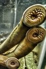 card-thumbnail