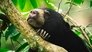 Image La vida secreta de los animales (2024) Temporada 1 HD 1080p Latino Castellano
