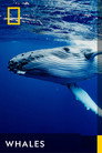 Plakat for 'Whales'