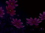 The Miracle Flower Key
