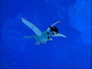 Space Birds