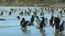 Penguin Shores