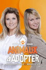 Animaux à adopter : Nouvelle famille pour une nouvelle vie