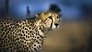 Cheetah Plains