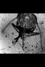 The Death of an Insect