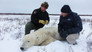 Polar Bear Heli-Rescue