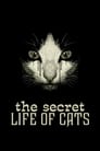 Secret Life of Cats