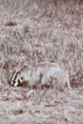 A Badger's Bad Day