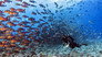 Shark City Of Palau