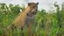 Pantanal: Brazil's Wild Heart