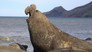 The Elephant Seal