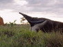 Brazil's Cerrado