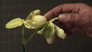 La principessa Orchidea