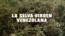 The Venezuelan Virgin Jungle