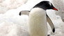 Penguins and Seals