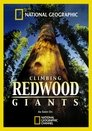 Climbing Redwood Giants