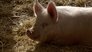 This Little Piggy Had An Ouchie