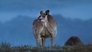 Kangaroo Valley