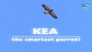 Kea - The Smartest Parrot