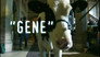 "Gene" A Tale of Two (Actually Three) Bovines