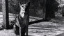 The Tasmanian Tiger Down Under