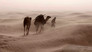 Sirocco, the Desert Breath