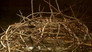 The Crown of Thorns