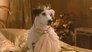 The Entrepawneur