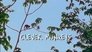 Clever Monkeys
