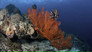 Coral Reef