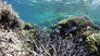 Living Reef