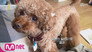 SHINee Key Introduces His Lover: CommeDes & Garçons