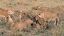 Serengeti