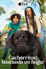 Poster de Cachorritos: Buscando un hogar