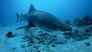Bahamas Shark Lab