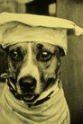 Luke the Dog isThe Dog